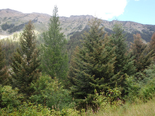 GDMBR: A view across West Morrell Valley, MT.